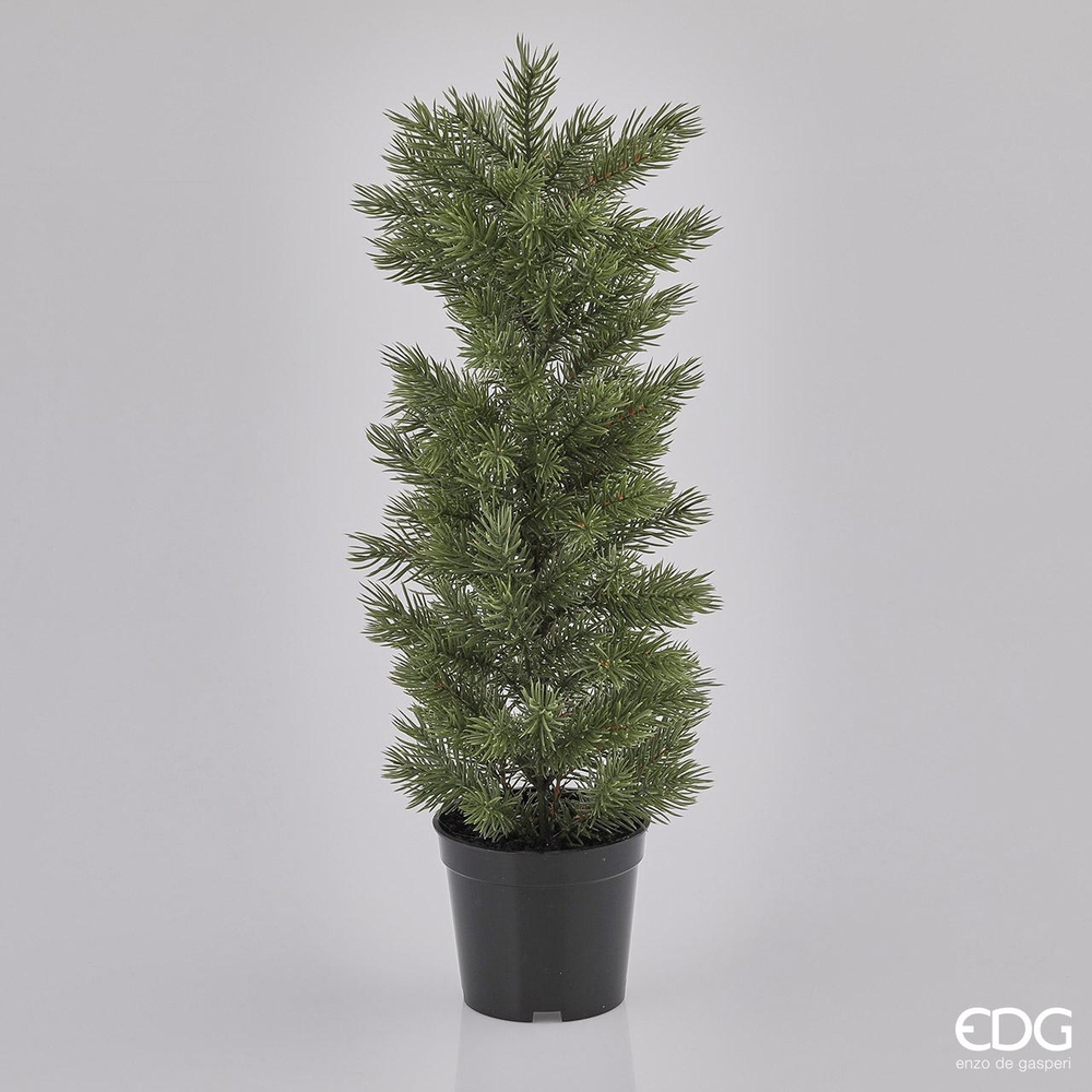 Декоративная сосна в вазоне