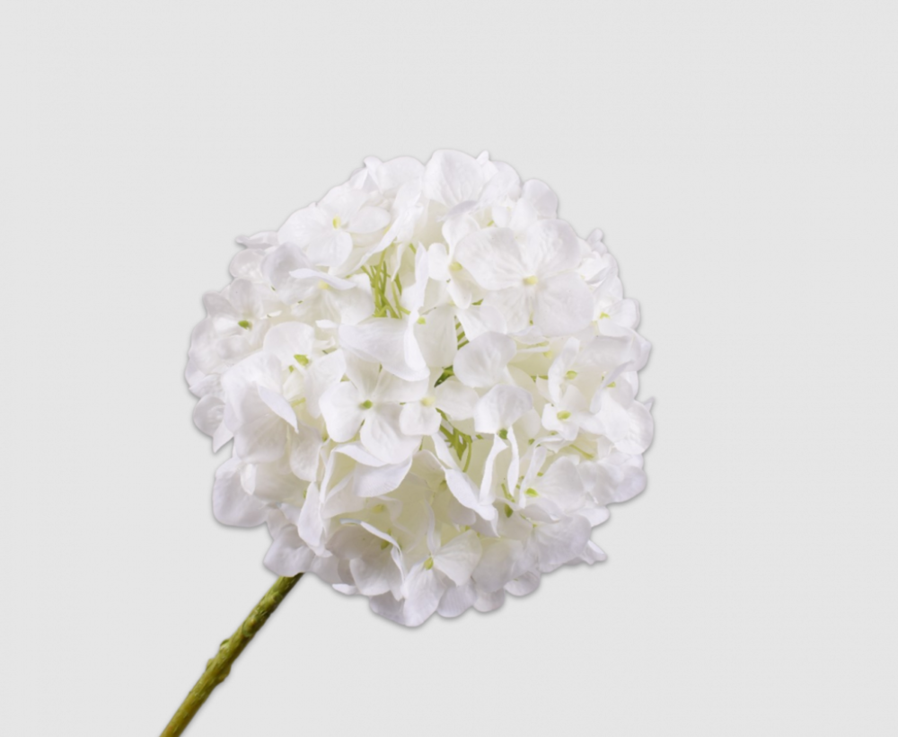 Hydrangea Stem