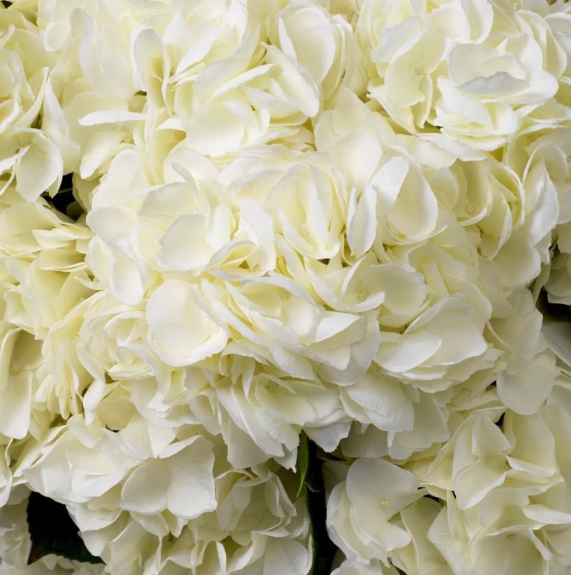 Hortenzii Real-Touch