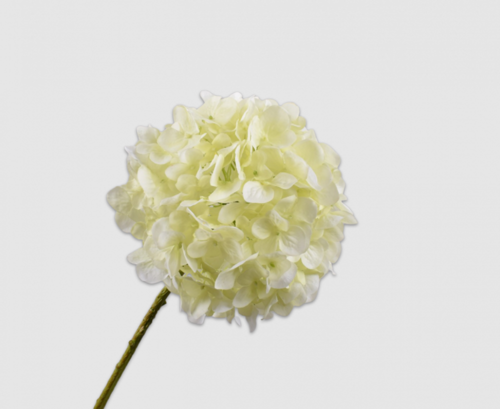 Hydrangea Stem