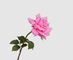 Trandafir Stem