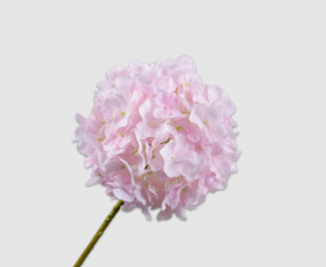 Hydrangea Stem Lt