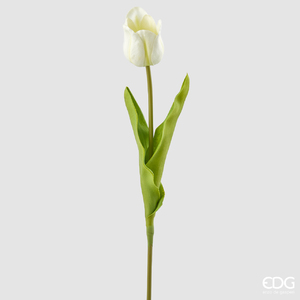 Тюльпан Glorious