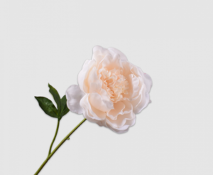 Peony Stem