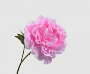 Peony Stem