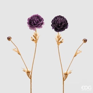 Decorative flower Ranunculus  