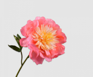 Peony Stem