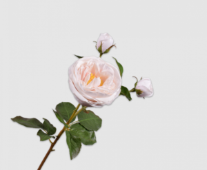 Rose Spray Lt